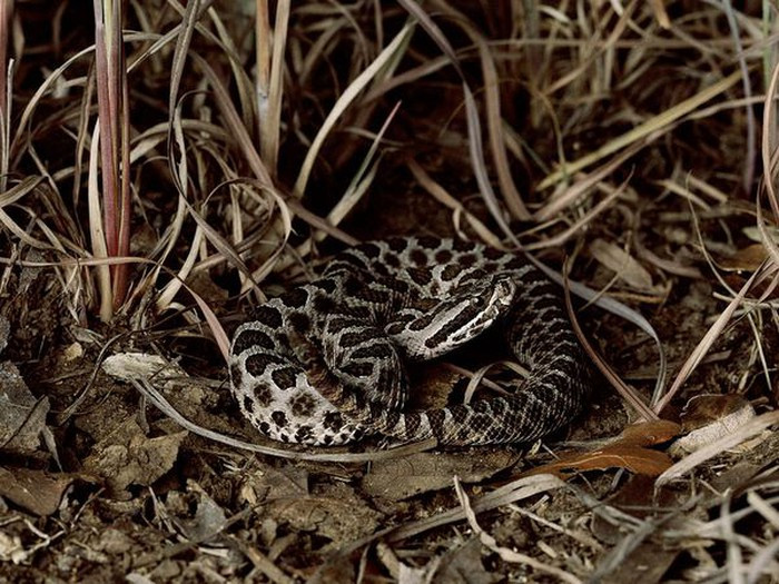 Hầu hết những con rắn đuôi chuông đều rất độc.