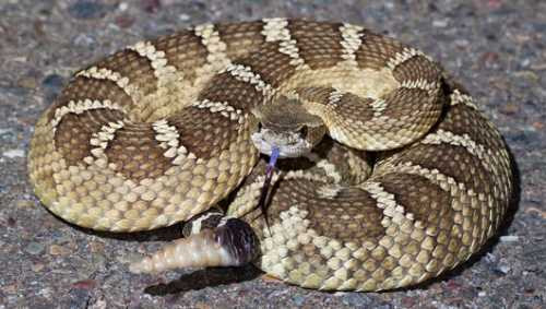 Tuy có nọc độc gây khiếp sợ kẻ thù và con người, nhưng, rắn đuôi chuông ăn các loài chim và loài gặm nhấm, do đó chúng đóng một vai trò sinh thái quan trọng trong việc hạn chế dân số loài gặm nhấm phá hoại mùa màng và ổn định hệ sinh thái.