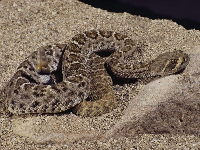 Rắn đuôi chuông hay rắn chuông hay rắn rung chuông thuộc phân họ Crotalinae ("rắn hang"). Có khoảng hơn 30 loài rắn chuông với nhiều phân loài khác nhau và là loài bản địa châu Mỹ.