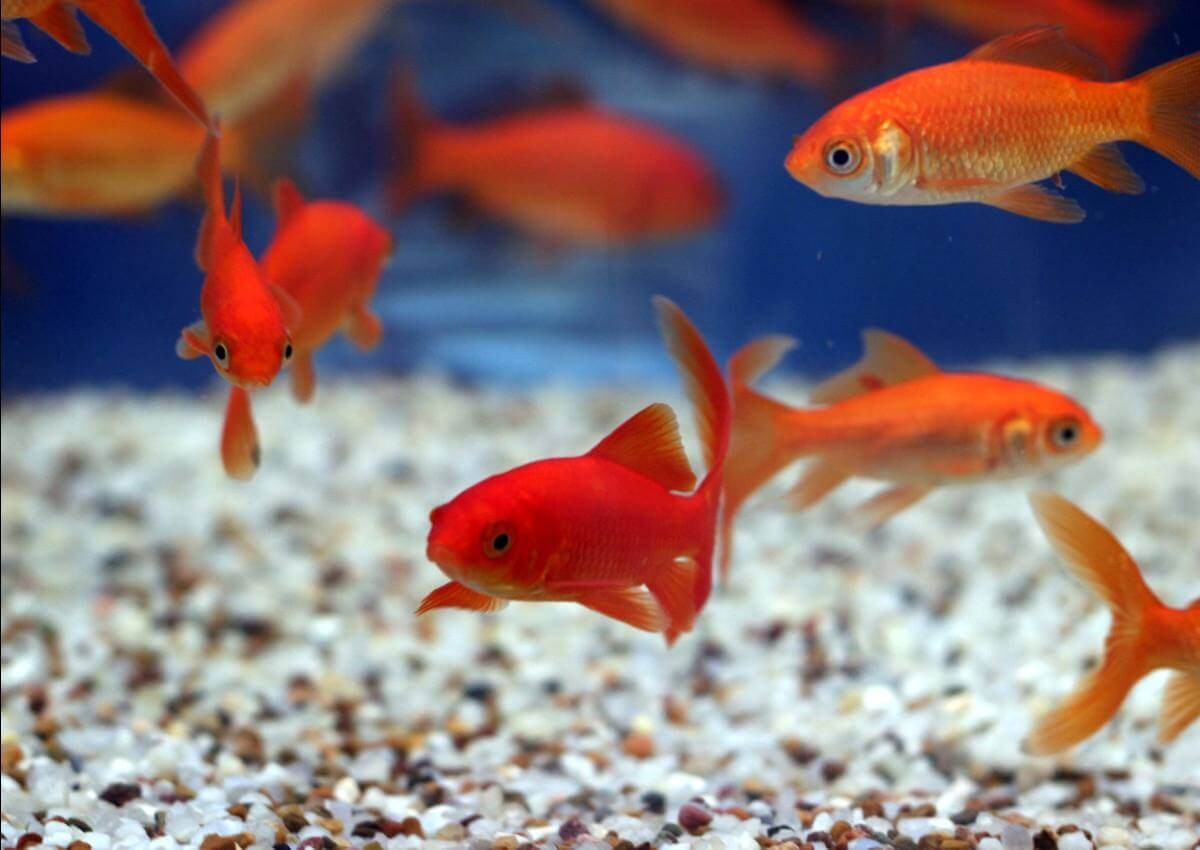 Cá: Các loài cá cảnh mà chúng ta thường nuôi có thể nhìn thấy các tia cực tím và mọi thứ ở gần tầm nhìn của chúng sẽ được phóng đại lên.