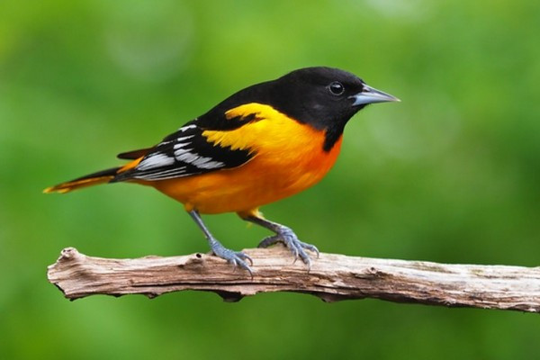 Chim: Loài chim có một thị lực cực kỳ tinh nhanh. Chúng có thể nhìn thấy rất rõ ràng trong điều kiện không có ánh sáng, và dùng khả năng này để săn mồi vào ban đêm. Vào ban ngày, chúng có thể nhìn thấy được những dải màu sắc mà con người không thể nhìn thấy được, kể cả tia cực tím.