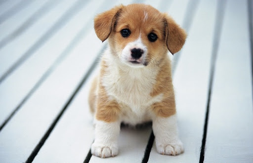 Chó: Loài chó nhìn thế giới xung quanh luôn có vẻ mờ mờ do chúng có thị lực kém và mắt chúng không đủ nhạy cảm để thu nhận hầu hết các màu sắc. Nhưng chúng lại có thể nhìn rất rõ vào ban đêm, chúng rất nhạy cảm với chuyển động và có thể cảm nhận được các chiều không gian khác nhau. 