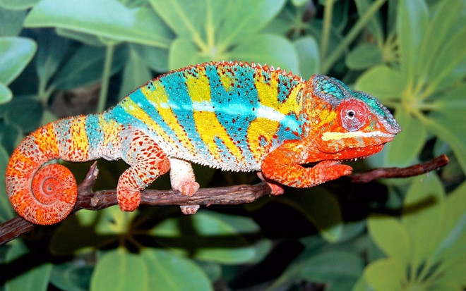 Tắc kè hoa: Mỗi mắt của tắc kè hoa có thể hoạt động độc lập với nhau giúp tầm quan sát của loài này lên tới 360 độ. Khi hai mắt cùng tập trung về một hướng, thị lực của chúng vô cùng chính xác. Ngoài ra, tắc kè hoa cũng có khả năng nhìn thấy tia cực tím.