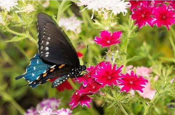 Bướm: Loài côn trùng thú vị này có thị lực không được sắc nét lắm nhưng chúng lại có thể nhìn thấy nhiều sắc thái hơn so với con người, thậm chí chúng có thể nhìn thấy được cả ánh sáng tia cực tím.