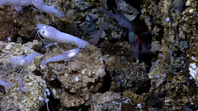 Mới đây, các nhà khoa học Anh đã phát hiện ra một loài tôm quái vật dưới đáy biển Cayman ở phía nam quần đảo Cayman, thuộc vùng biển Caribe, nơi được mệnh danh là khu vực "nóng nhất hành tinh". 