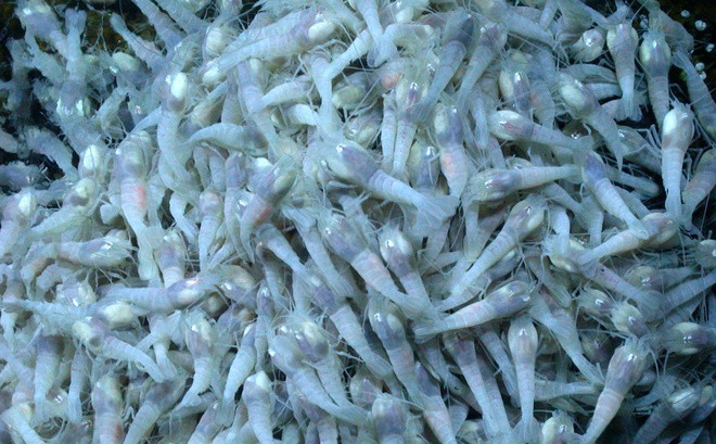 Không chi sống được trong điều kiện nóng, tôm Rimicaris hybisae còn được biết đến là loài không có mắt. 