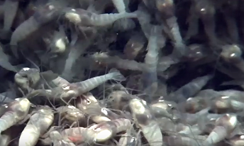 Đặc biệt, các nhà khoa học phát hiện dù sống ở nhiệt độ lên tới 450 độ C, nhưng tôm Rimicaris hybisae không phải là loài duy nhất, đồng nghĩa với việc chúng có kẻ thù và là thức ăn của các loài khác.