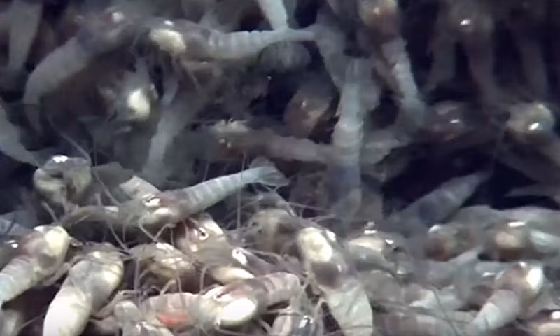 Đặc biệt, các nhà khoa học phát hiện dù sống ở nhiệt độ lên tới 450 độ C, nhưng tôm Rimicaris hybisae không phải là loài duy nhất, đồng nghĩa với việc chúng có kẻ thù và là thức ăn của các loài khác.