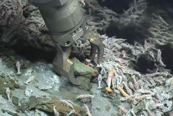 Tôm Rimicaris hybisae bị ăn thịt bởi những kẻ mạnh hơn như cua bythograeid, hải quỳ thủy nhiệt, chorocaris chacei và alvinocaris makensis (một loài tôm khác).