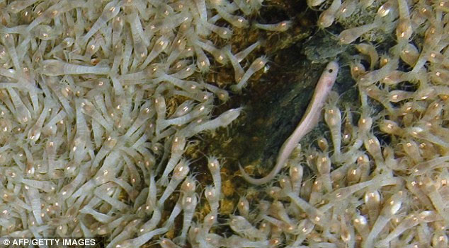 Các rãnh nhiệt dưới biển, được tạo ra do sự phun trào của các núi lửa trên bề mặt đáy đại dương, thường ở độ sâu rất lớn và nóng hơn 450 độ C. Với nhiệt độ này, ngay cả kim loại như chì cũng có thể bị nung chảy. Đó còn chưa kể tới việc môi trường nước tại đây thường có nồng độ axit rất cao. 