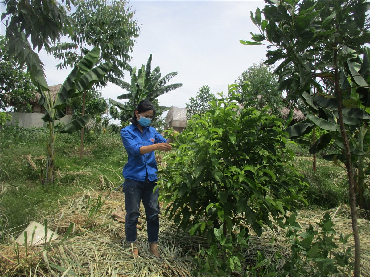 Mỗi lần về thăm nhà, thấy những quả đồi núi trọc ngày càng nhiều, đất bỏ hoang bạc thếch; người thân khổ, nghèo, Nguyễn Lê Ngọc Linh quyết định tìm kiếm các giải pháp về nông nghiệp bền vững.