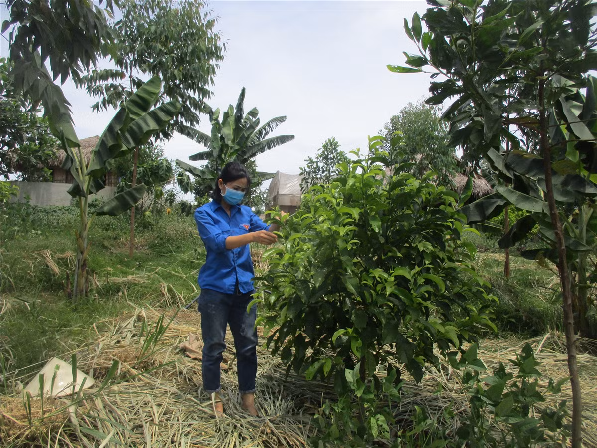 Mỗi lần về thăm nhà, thấy những quả đồi núi trọc ngày càng nhiều, đất bỏ hoang bạc thếch; người thân khổ, nghèo, Nguyễn Lê Ngọc Linh quyết định tìm kiếm các giải pháp về nông nghiệp bền vững.