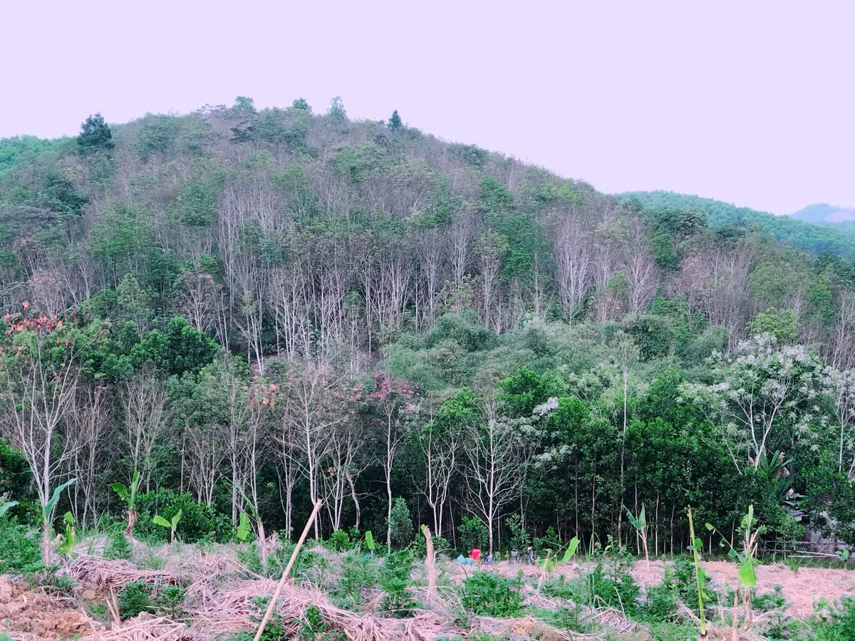 Sau 1 năm, khi vườn rừng đã phát triển, Linh lại bắt đầu đưa các lại cây có giá trị kinh tế cao vào trồng như dổi rừng lấy hạt, cây ăn quả có giá trị kinh tế cao như bưởi, cam, ổi, mít.