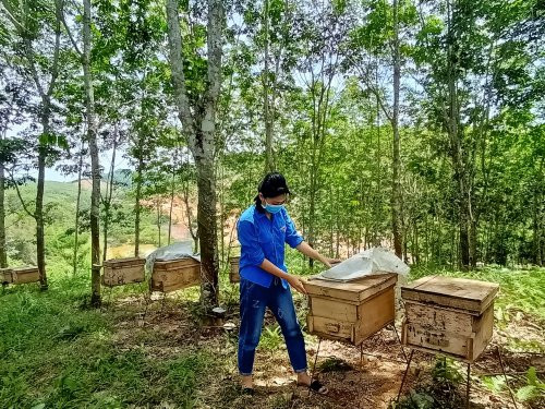 Cô gái trẻ xứ Thanh cho biết, để có được thành quả này là bao mồ hôi, nước mắt, nghị lực và cả máu liều. Những ngày đầu, nguồn vốn ít, kiến thức chủ yếu trên sách vở, không ít lần Linh thấy kiệt sức.