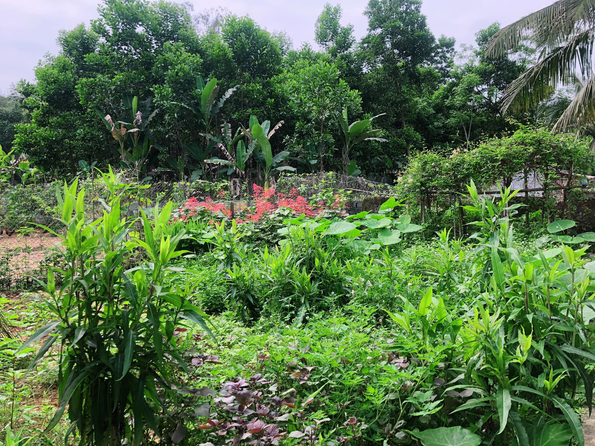 Cây trồng, vật nuôi được "bao bọc" trong môi trường sạch: đất sạch, không khí sạch, nước sạch. Ngoài ra, quá trình trồng trọt hữu cơ sẽ giúp bổ chất hữu cơ cho đất đai, tái sinh rừng và phủ xanh núi đồi.