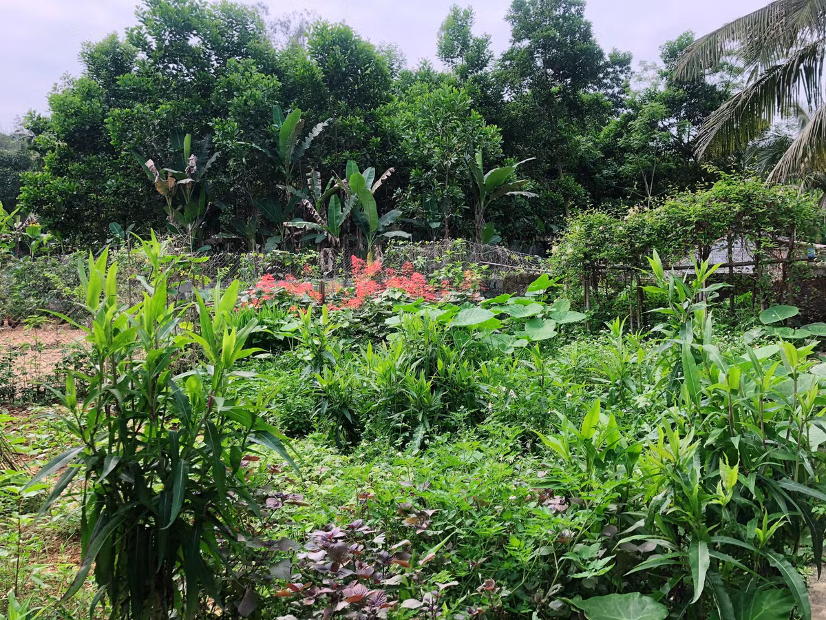 Cây trồng, vật nuôi được "bao bọc" trong môi trường sạch: đất sạch, không khí sạch, nước sạch. Ngoài ra, quá trình trồng trọt hữu cơ sẽ giúp bổ chất hữu cơ cho đất đai, tái sinh rừng và phủ xanh núi đồi.