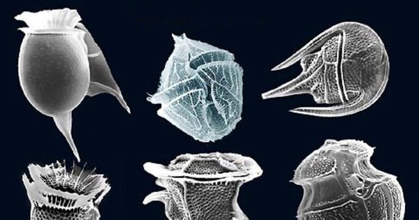 Chất độc Maitotoxin: Maitotoxin là loại độc chất nguy hiểm nhất tồn tại trong cơ thể của các động vật biển. 