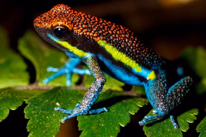 Chất độc Batrachotoxin: Loại chất kịch độc này đến từ tự nhiên. Chúng tồn tại trên da của những con ếch nhỏ, đầy màu sắc sống ở các khu rừng rậm. Batrachotoxin giết chết nạn nhân bằng cách can thiệp vào các kênh ion natri trong các tế bào của cơ bắp và dây thần kinh, ngăn chặn chúng đóng lại dẫn đến tê liệt. Sự di chuyển liên tục của các ion Na + cuối cùng dẫn đến suy tim và tử vong. 