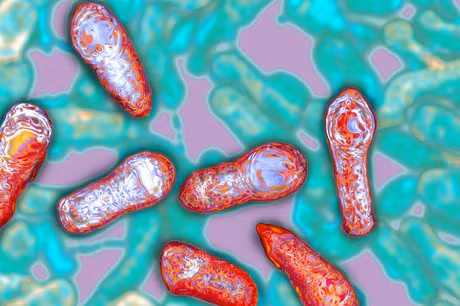 Được mệnh danh là vua độc, chỉ cần một nanogram độc Botulinum toxin trên mỗi kg cơ thể của chất này cũng đủ làm tử vong ngay lập tức. 