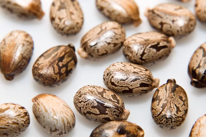 Ricin phá hủy tế bào bằng cách làm ngừng hoạt động của phân tử ARN ribosome khiến tế bào không thể tổng hợp được protein khiến tế bào chết đi. Sau khi nhiễm độc, nạn nhân sẽ gặp phải các triệu chứng như nôn, khó thở, da tím tái sau đó tử vong nhanh chóng.