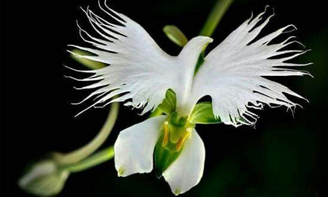 Hoa chim hạc (Pecteilis Radiate): Đây được coi là phiên bản thực vật thành công khi thể hiện hình ảnh của một chú chim hạc đang sải cánh. Ở Việt Nam, loài hoa chim hạc này được biết đến với cái tên Lan Bạch Hạc hay hoa Diệc Bạch. Hiện nay, hoa chim hạc đang đứng trước nguy cơ tuyệt chủng.