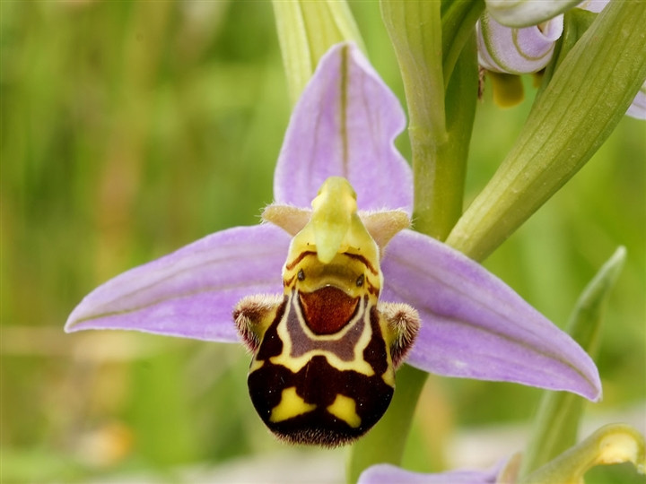 Hoa ong (Ophrys apifera): Hoa cánh môi màu nâu đậm, hai lá bên nhỏ màu xanh lục, bao phủ một lớp lông mềm tựa như những con ong và màu sắc. Hoa ong rất dễ nhận dạng bởi mùi hương và màu sặc độc đáo của chúng. 