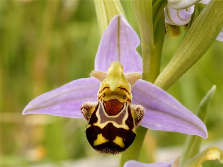 Hoa ong (Ophrys apifera): Hoa cánh môi màu nâu đậm, hai lá bên nhỏ màu xanh lục, bao phủ một lớp lông mềm tựa như những con ong và màu sắc. Hoa ong rất dễ nhận dạng bởi mùi hương và màu sặc độc đáo của chúng. 