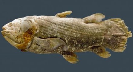 Ngoài ra, khi giải phẫu cá để nghiên cứu, các nhà khoa học tìm thấy cả rác trong bụng cá. Điều này cho thấy, môi trường sống của chúng bị đe dọa nghiêm trọng bởi rác thải đại dương.