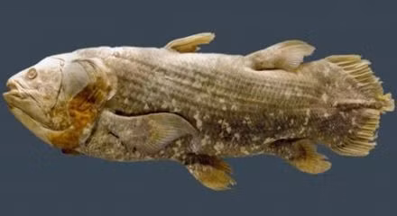 Ngoài ra, khi giải phẫu cá để nghiên cứu, các nhà khoa học tìm thấy cả rác trong bụng cá. Điều này cho thấy, môi trường sống của chúng bị đe dọa nghiêm trọng bởi rác thải đại dương.