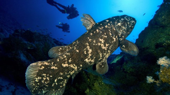 Dù không có giá trị về mặt thực phẩm, nhưng chúng vẫn bị săn bắt ráo riết. Do lịch sử lâu đời và hình dáng xấu xí, chúng thường được săn tìm để bán cho thủy cung. Tuy nhiên, trong môi trường nuôi nhốt, chúng không sống được lâu.