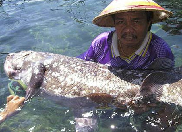 Nhưng số lượng cá Coelacanth là rất thấp, đến mức các nhà khoa học muốn tìm hiểu về loài này phải sử dụng những mẫu vật cá đã bị chết.