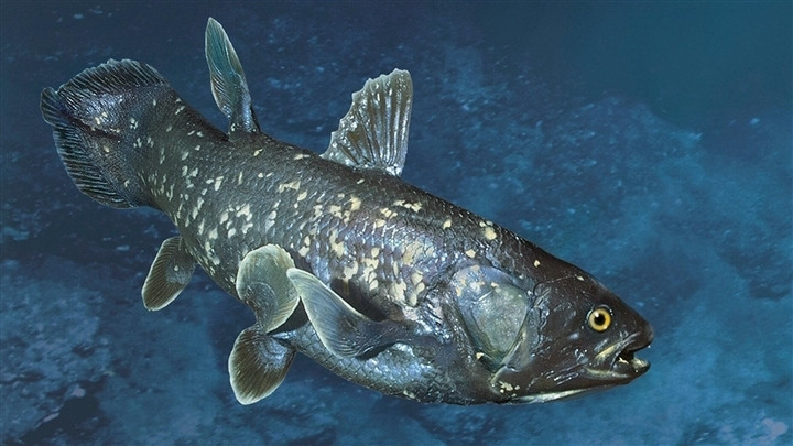 Theo các nhà khoa học, cá Coelacanth sống ở vùng nước sâu, chủ yếu sống về đêm và di chuyển chậm chạp.