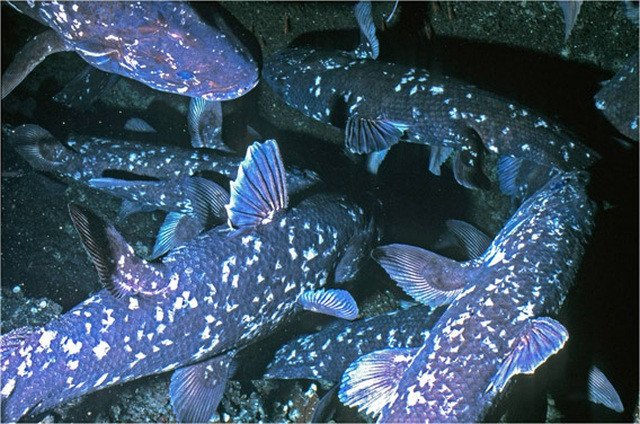  Cá Coelacanth hay còn gọi là cá vân tay hay cá hóa thạch sống có niên đại cách đây 420 triệu năm. 