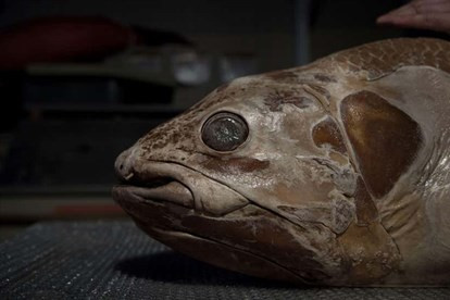 Nhà nghiên cứu Harold Walker của Viện Hải dương học Scripps, cho biết, thời kỳ mang thai 5 năm là "rất kỳ lạ" với cá hoặc bất kỳ loài động vật nào.