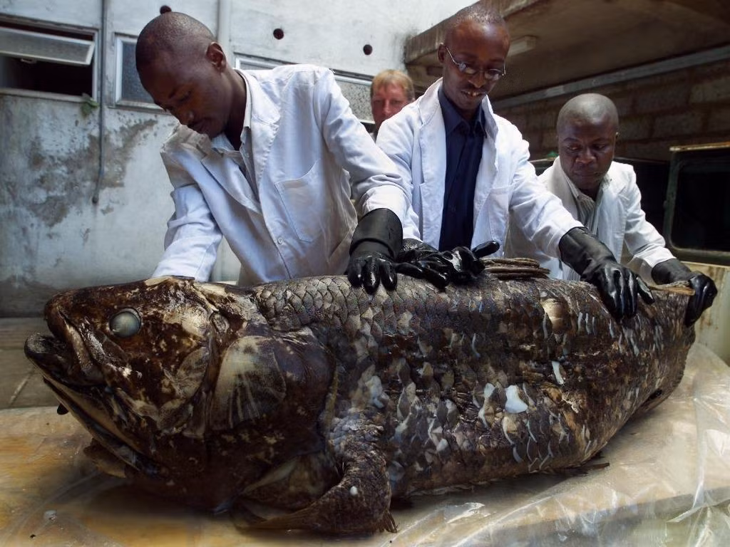 Loài cá này được cho là đã tuyệt chủng từ lâu. Tuy nhiên, trong nhiều năm qua, thỉnh thoảng các ngư dân vẫn đánh bắt được cá Coelacanth.