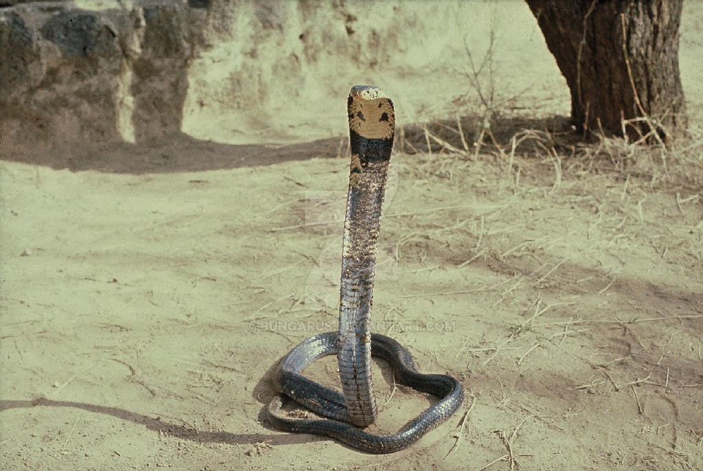 Rắn hổ mang rừng rậm (Naja melanoleuca): Loài này còn được gọi là rắn hổ mang đen hay rắn hổ mang môi đen trắng. Đây là loài rắn dài nhất thuộc chi rắn hổ mang với chiều dài lên đến hơn 3 m.