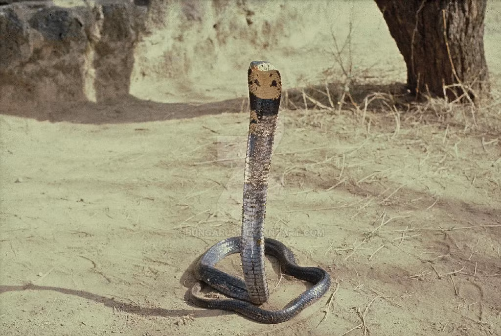 Rắn hổ mang rừng rậm (Naja melanoleuca): Loài này còn được gọi là rắn hổ mang đen hay rắn hổ mang môi đen trắng. Đây là loài rắn dài nhất thuộc chi rắn hổ mang với chiều dài lên đến hơn 3 m.