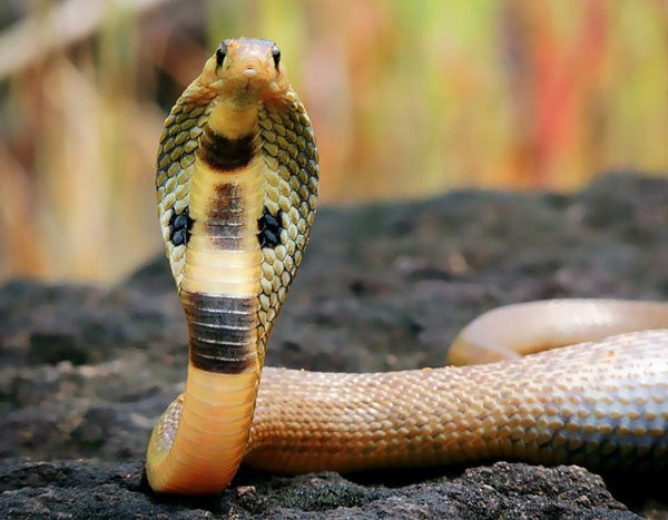 Rắn hổ mang chúa có chiều dài trung bình từ 3-6 m. Dấu hiệu nhận biết rắn hổ mang chúa chính là vạch chữ V ở phía sau cổ. Rắn hổ mang chúa sinh sống ở khắp Việt Nam. Nọc của rắn hổ mang chúa cực độc, có thể giết chết người trưởng thành chỉ sau 30 phút.