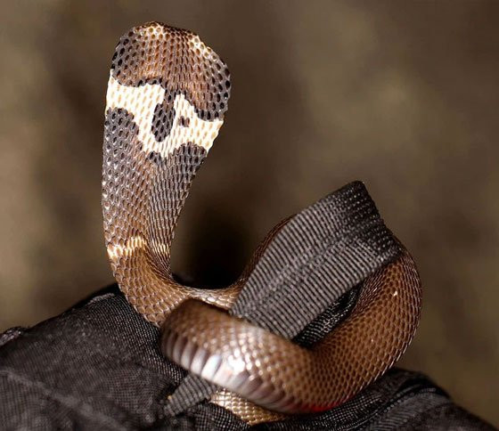 Hổ mang bành dài trung bình khoảng 1m trở lên, phân bố rộng rãi ở đồng bằng, trung du, miền núi. Loài rắn này cũng có khả năng phun nọc. Nọc độc của nó cực nguy hiểm, có chứa độc tố tác động lên hệ thần kinh của con người.