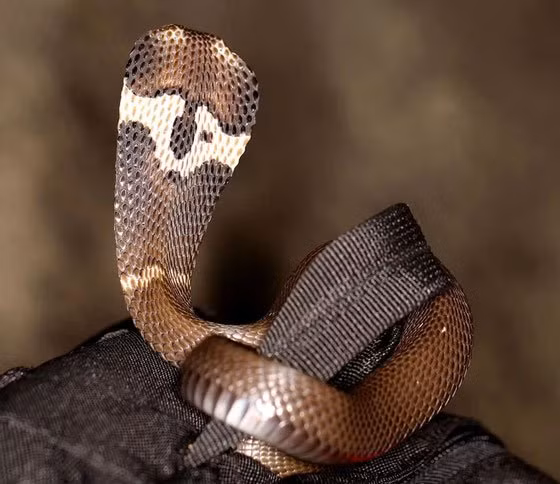 Hổ mang bành dài trung bình khoảng 1m trở lên, phân bố rộng rãi ở đồng bằng, trung du, miền núi. Loài rắn này cũng có khả năng phun nọc. Nọc độc của nó cực nguy hiểm, có chứa độc tố tác động lên hệ thần kinh của con người.