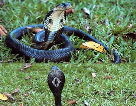 Rắn hổ mang đất con mới nở ra chỉ dài 200 - 350mm và đã có khả năng bành cổ hung dữ. Con trưởng thành dài từ 1,3 - 2m, có thể sống thọ tới 30 năm. Đây là loài rắn có nộc độc mạnh 