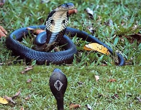 Rắn hổ mang đất con mới nở ra chỉ dài 200 - 350mm và đã có khả năng bành cổ hung dữ. Con trưởng thành dài từ 1,3 - 2m, có thể sống thọ tới 30 năm. Đây là loài rắn có nộc độc mạnh 