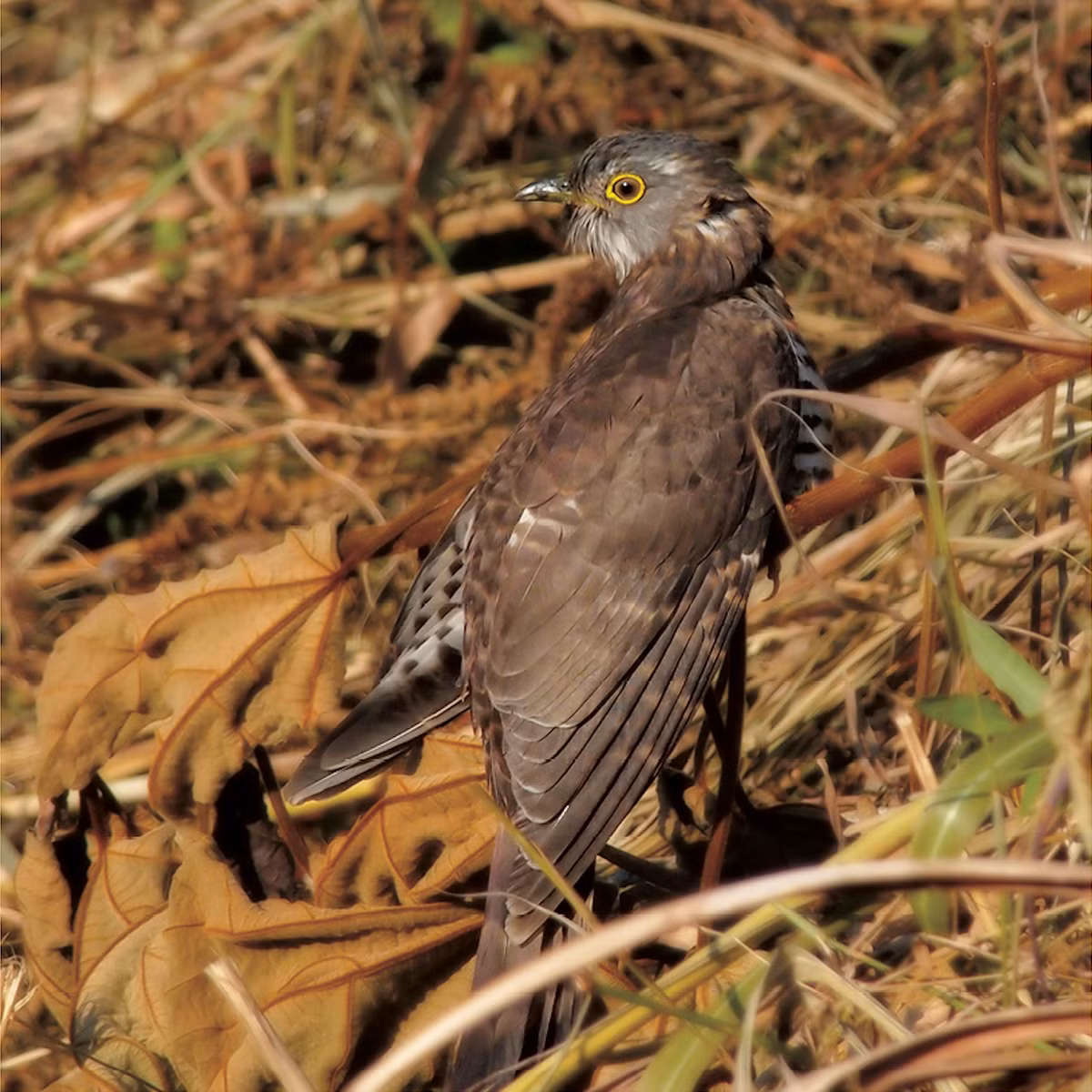 Bắt cô trói cột: Loài chim đẹp này có phạm vi sống rộng và có thể tìm thấy trên khắp cả nước. Nguồn gốc tên gọi kỳ lạ của loài chim này liên quan nhiều đến tiếng kêu của chúng. Ngoài ra, chim cũng có thói quen ký sinh trứng vào tổ loài khác, ví dụ như chèo bèo.