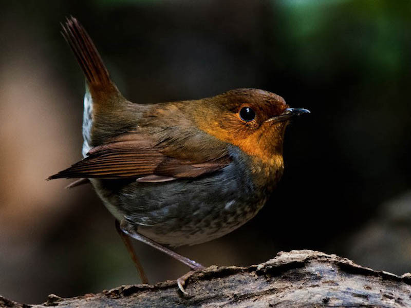 Hoét mặt đỏ: Loài chim này di cư từ phương Bắc về đến Việt Nam. Chim trống có đặc điểm mặt và ngực màu vàng hung tươi rất dễ nhận. Chúng thường sống trong những khu rừng xanh, độ cao khoảng 1.500m, đôi khi có thể gặp ở vườn. 