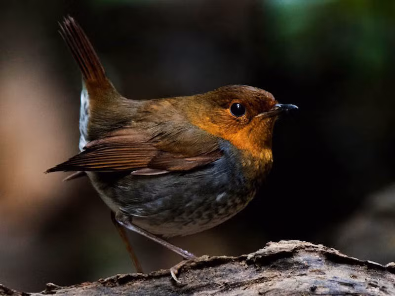 Hoét mặt đỏ: Loài chim này di cư từ phương Bắc về đến Việt Nam. Chim trống có đặc điểm mặt và ngực màu vàng hung tươi rất dễ nhận. Chúng thường sống trong những khu rừng xanh, độ cao khoảng 1.500m, đôi khi có thể gặp ở vườn. 