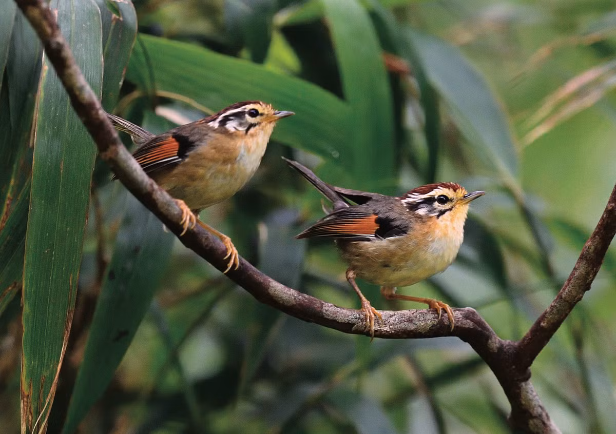 Lách tách đầu đốm: Sinh cảnh chính của loài chim này là rừng lá rộng, rừng thứ sinh ở độ cao 1.000-3.100 m, vì vậy không dễ dàng để gặp được những loài chim này. Lách tách đầu đốm có thân hình khá nhỏ, chỉ từ 10,5-12 cm.