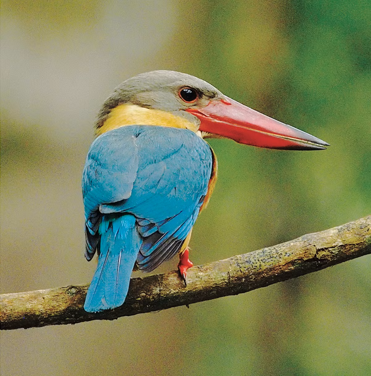 Sả mỏ rộng: Loài chim này thường sống tại các sông, hồ lớn hoặc khu vực gần rừng lá rộng. Sả mỏ rộng có ngoại hình cực kỳ bắt mắt với màu xanh chủ đạo ở đôi cánh, vàng ở cổ. Đặc biệt, chiếc mỏ của loài chim này rất dài và to. 