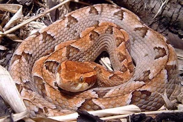 Rắn lục lá khô (Gaboon): Loài này được gọi với nhiều tên khác nhau như rắn lục khô, rắn lục nưa, rắn chàm quạp… Chúng thường có màu nâu và các họa tiết gây nhầm lẫn với thân cây khô. Đây cũng là loại rắn có độc tố mạnh, nọc chủ yếu tấn công vào hệ thần kinh của con mồi, làm con mồi tê liệt hoàn toàn khi bị cắn.