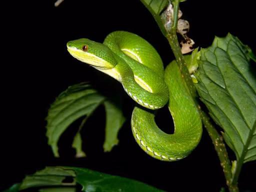 Theo khuyến cáo của cơ quan y tế, nọc độc của rắn lục thường tác động lên hệ tuần hoàn gây rối loạn đông máu, sưng nề, hoại tử, thậm chí là tử vong.