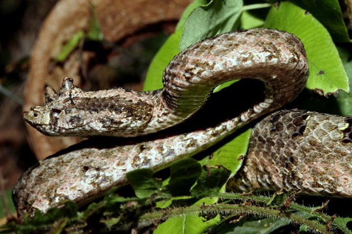 Rắn lục sừng (Trimeresurus cornutus): Đây cũng là một trong số những loài rắn lục cực độc. Nọc độc của chúng được các nhà khoa học xếp vào danh sách 1 trong những loài rắn độc và nguy hiểm nhất ở Việt Nam hiện nay. Chính vì thế rắn lục sừng còn có tên gọi khác là rắn quỷ.